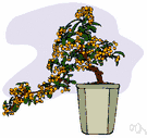 firethorn - any of various thorny shrubs of the genus Pyracantha bearing small white flowers followed by hard red or orange-red berries