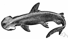 bonnet shark - small harmless hammerhead having a spade-shaped head