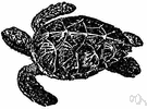 tortoiseshell turtle - pugnacious tropical sea turtle with a hawk-like beak