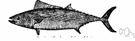 skipjack - medium-sized tuna-like food fish of warm Atlantic and Pacific waters
