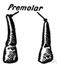 premolar - a tooth having two cusps or points