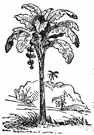 plantain - a banana tree bearing hanging clusters of edible angular greenish starchy fruits