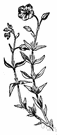helianthemum - any plant of the genus Helianthemum