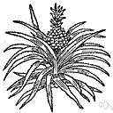 ananas - a genus of tropical American plants have sword-shaped leaves and a fleshy compound fruits composed of the fruits of several flowers (such as pineapples)