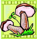 fruiting body - an organ specialized for producing spores