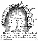 alveolar point - craniometric point that is the most anterior point in the midline on the alveolar process of the maxilla