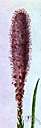 button snakeroot - any of various North American plants of the genus Liatris having racemes or panicles of small discoid flower heads