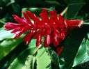 red ginger - an ornamental ginger native to Pacific islands
