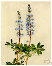 Lupinus - herbs or shrubs: lupin