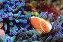 anemone fish - live associated with sea anemones