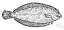 lemon sole - European flatfish highly valued as food