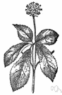 panax - perennial herbs of eastern North America and Asia having aromatic tuberous roots: ginseng
