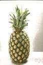 Ananas comosus - a tropical American plant bearing a large fleshy edible fruit with a terminal tuft of stiff leaves