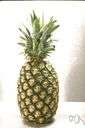 pineapple - a tropical American plant bearing a large fleshy edible fruit with a terminal tuft of stiff leaves