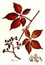 Parthenocissus quinquefolia - common North American vine with compound leaves and bluish-black berrylike fruit