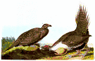Sage hen - large grouse of sagebrush regions of North America