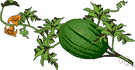 Citrullus vulgaris - an African melon