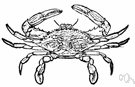 Callinectes sapidus - bluish edible crab of Atlantic and Gulf Coasts of North America