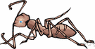 Formicidae - ants