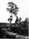 Eucalyptus maculata - large gum tree with mottled bark