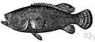 jewfish - large important food fish of Australia