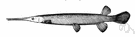 garpike - primitive predaceous North American fish covered with hard scales and having long jaws with needlelike teeth