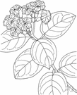 Cordia - tropical deciduous or evergreen trees or shrubs of the family Boraginaceae