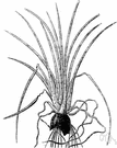 family Isoetaceae - quillworts