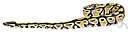 apodous - (of snakes and eels) naturally footless