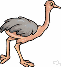 family Struthionidae - tall terrestrial birds: ostriches