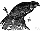 marsh harrier - Old World harrier frequenting marshy regions