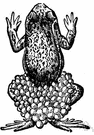 Alytes cisternasi - similar in habit to Alytes obstetricians