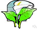 aroid - any plant of the family Araceae