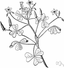 wood sorrel - any plant or flower of the genus Oxalis