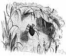 Aranea diademata - a spider common in European gardens