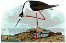 stilt - long-legged three-toed black-and-white wading bird of inland ponds and marshes or brackish lagoons