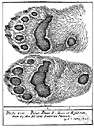 animal foot - the pedal extremity of vertebrates other than human beings