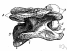 order Perissodactyla - nonruminant ungulates: horses