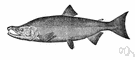 blueback salmon - small salmon with red flesh