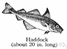 Haddock Deutsch Haddock Deutsch