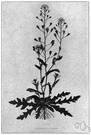 Capsella bursa-pastoris - white-flowered annual European herb bearing triangular notched pods