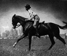 canter - a smooth three-beat gait