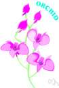 orchid - any of numerous plants of the orchid family usually having flowers of unusual shapes and beautiful colors