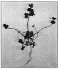 genus Lamium - genus of Old World herbs: dead nettles