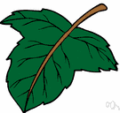 leafage - the main organ of photosynthesis and transpiration in higher plants