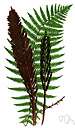 shuttlecock fern - tall fern of northern temperate regions having graceful arched fronds and sporophylls resembling ostrich plumes