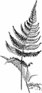 narrow beech fern - beech fern of North America and Eurasia