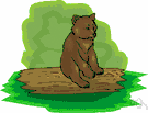 bear cub - a young bear