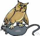 Strigiformes - owls
