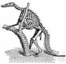 frame - the hard structure (bones and cartilages) that provides a frame for the body of an animal